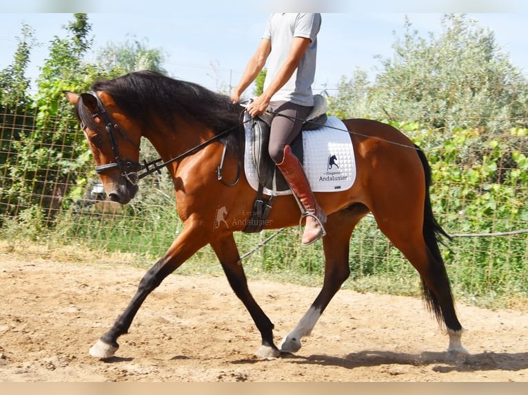 Andalusier Wallach 4 Jahre 151 cm Brauner in Provinz Granada