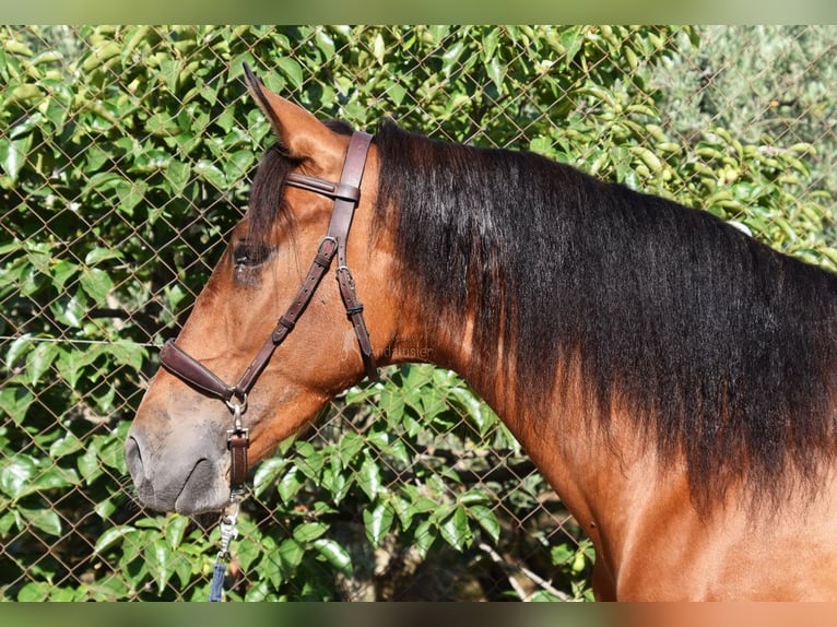 Andalusier Wallach 4 Jahre 151 cm Brauner in Provinz Granada