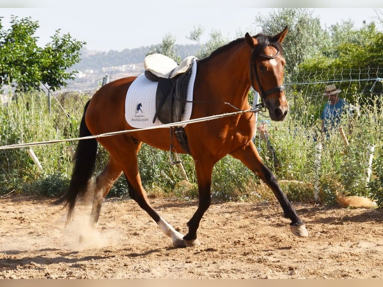 Andalusier Wallach 4 Jahre 151 cm Brauner in Provinz Granada