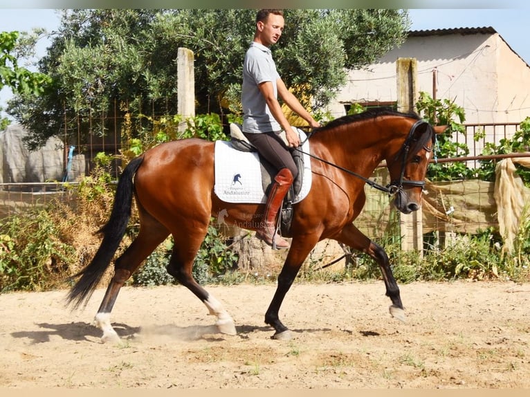 Andalusier Wallach 4 Jahre 151 cm Brauner in Provinz Granada