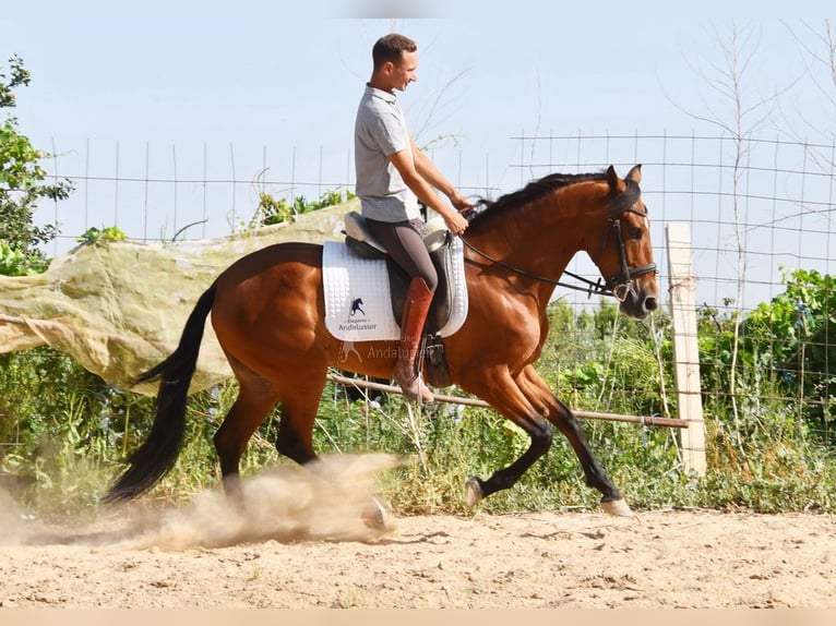 Andalusier Wallach 4 Jahre 151 cm Brauner in Provinz Granada