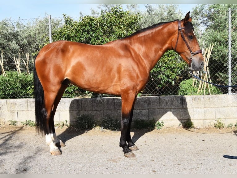 Andalusier Wallach 4 Jahre 151 cm Brauner in Provinz Granada