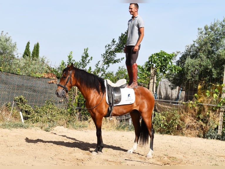 Andalusier Wallach 4 Jahre 151 cm Brauner in Provinz Granada