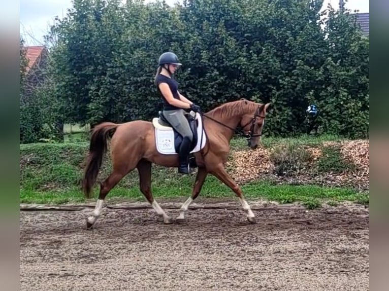 Andalusier Mix Wallach 4 Jahre 151 cm Fuchs in Karlshuld