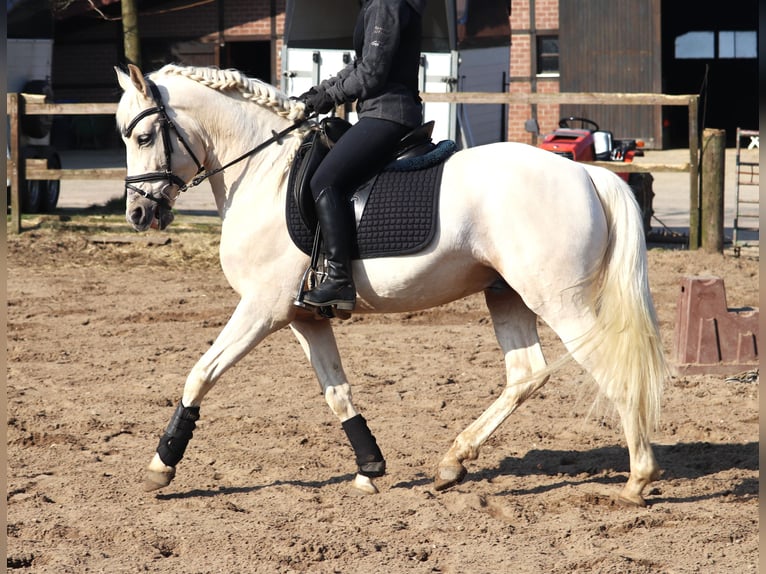 Andalusier Mix Wallach 4 Jahre 152 cm Perlino in uelsen