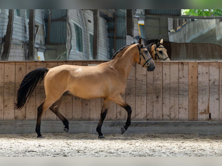 Andalusier Wallach 4 Jahre 153 cm Falbe in Baar