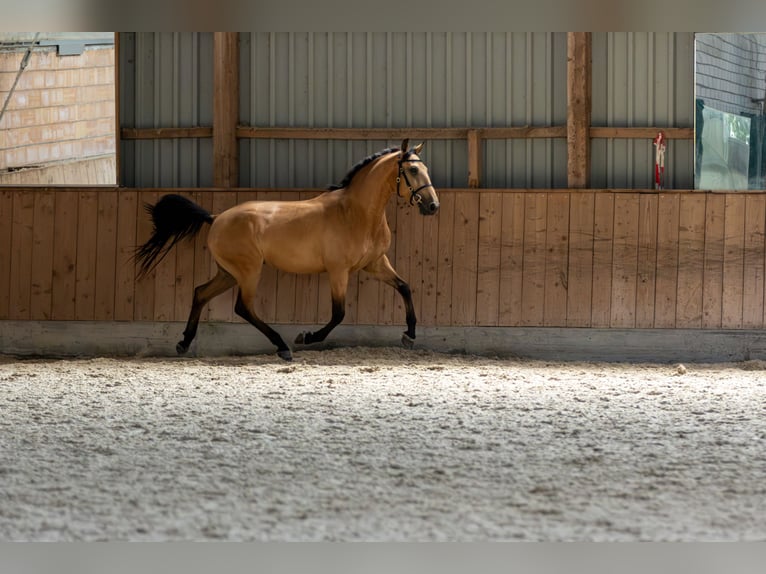 Andalusier Wallach 4 Jahre 153 cm Falbe in Baar