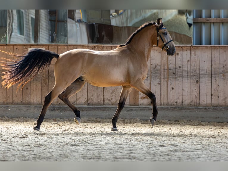 Andalusier Wallach 4 Jahre 153 cm Falbe in Baar