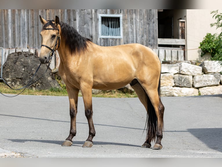 Andalusier Wallach 4 Jahre 153 cm Falbe in Baar