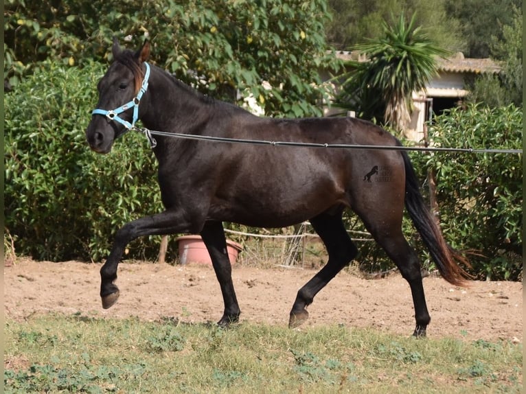 Andalusier Wallach 4 Jahre 153 cm in Mallorca