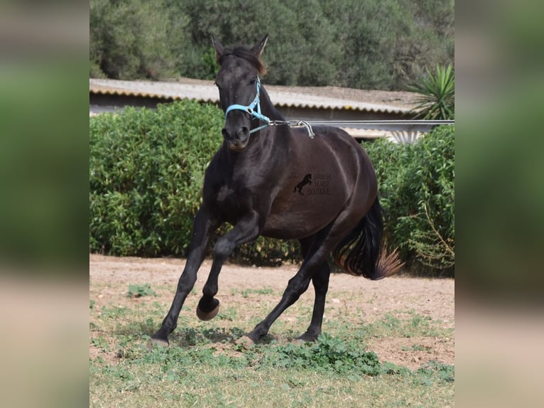 Andalusier Wallach 4 Jahre 153 cm in Mallorca
