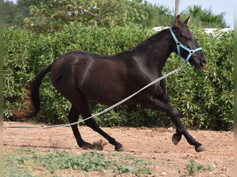 Andalusier Wallach 4 Jahre 153 cm in Mallorca