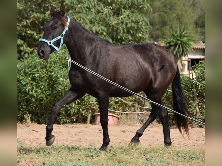 Andalusier Wallach 4 Jahre 153 cm in Mallorca
