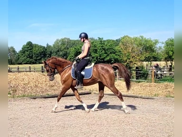 Andalusier Mix Wallach 4 Jahre 153 cm Fuchs in Karlshuld