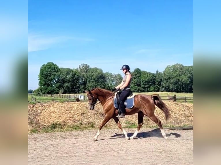 Andalusier Mix Wallach 4 Jahre 153 cm Fuchs in Karlshuld