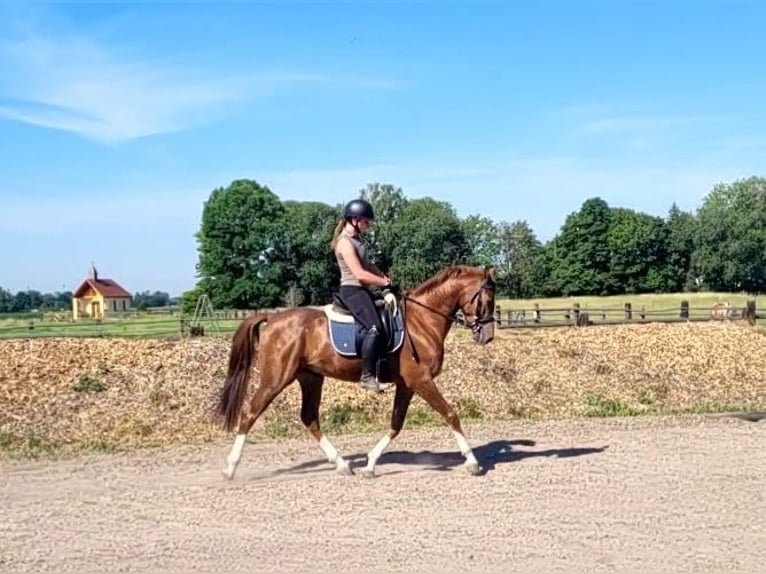 Andalusier Mix Wallach 4 Jahre 153 cm Fuchs in Karlshuld