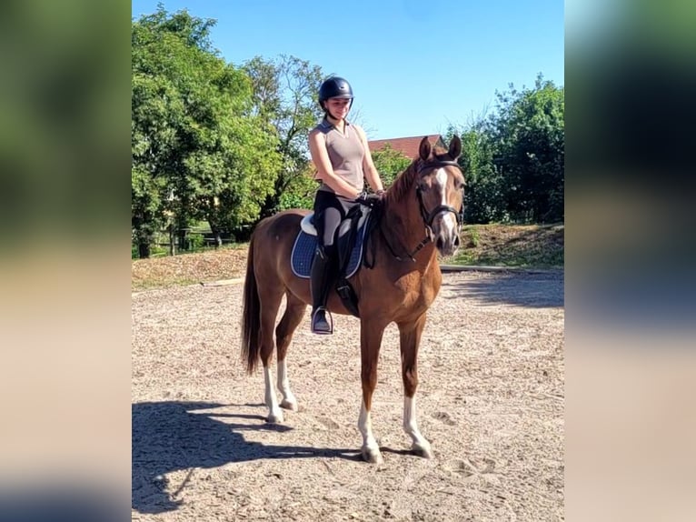 Andalusier Mix Wallach 4 Jahre 153 cm Fuchs in Karlshuld