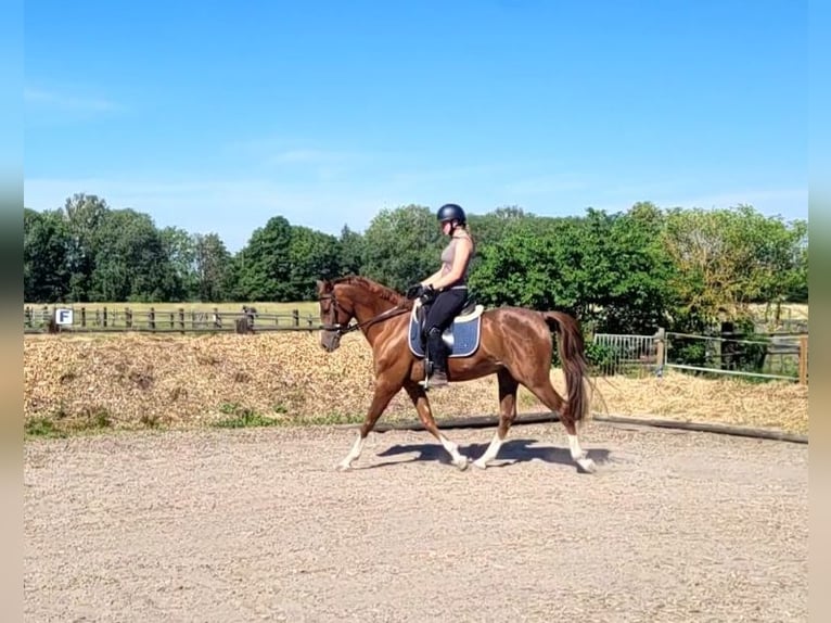 Andalusier Mix Wallach 4 Jahre 153 cm Fuchs in Karlshuld