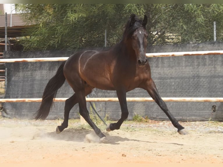 Andalusier Wallach 4 Jahre 153 cm Rappe in Provinz Malaga