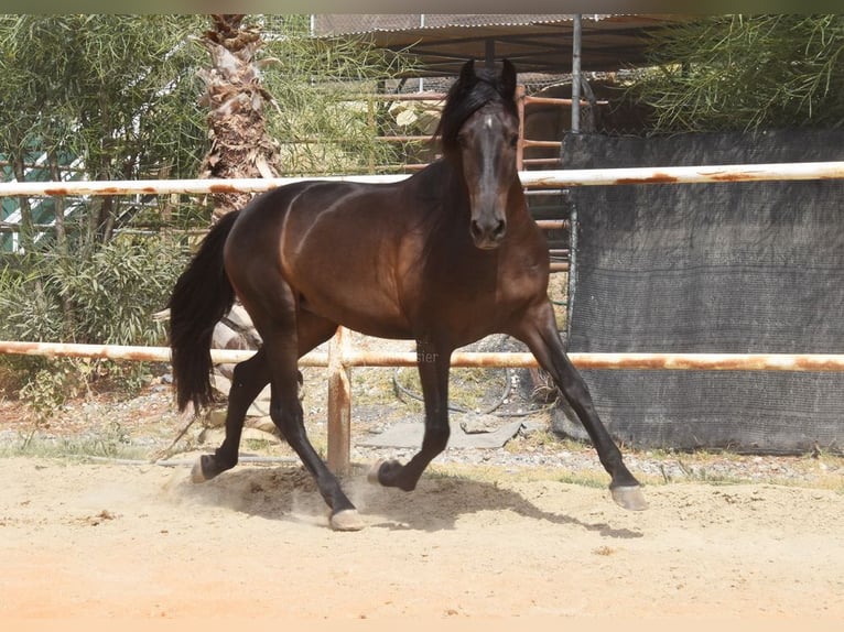 Andalusier Wallach 4 Jahre 153 cm Rappe in Provinz Malaga