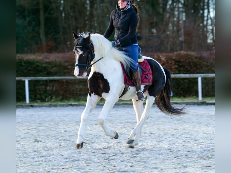 Andalusier Wallach 4 Jahre 153 cm Schecke in Neustadt (Wied)