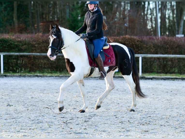 Andalusier Wallach 4 Jahre 153 cm Schecke in Neustadt (Wied)