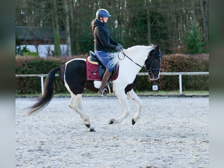 Andalusier Wallach 4 Jahre 153 cm Schecke in Neustadt (Wied)