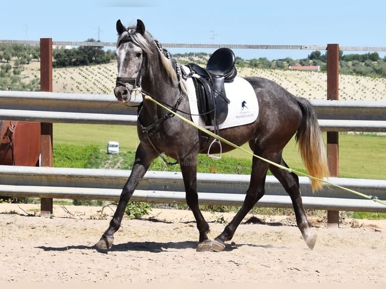 Andalusier Wallach 4 Jahre 153 cm Schimmel in Miralvalles