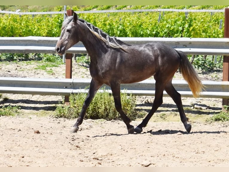 Andalusier Wallach 4 Jahre 153 cm Schimmel in Miralvalles