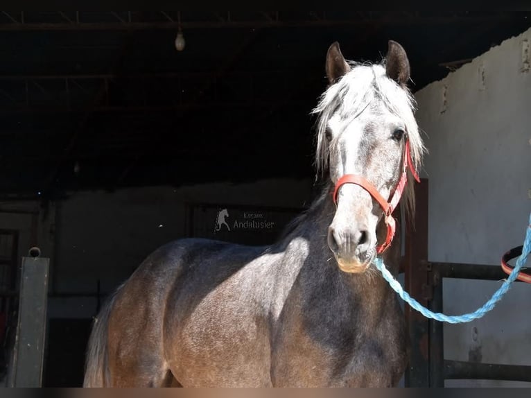Andalusier Wallach 4 Jahre 153 cm Schimmel in Miralvalles