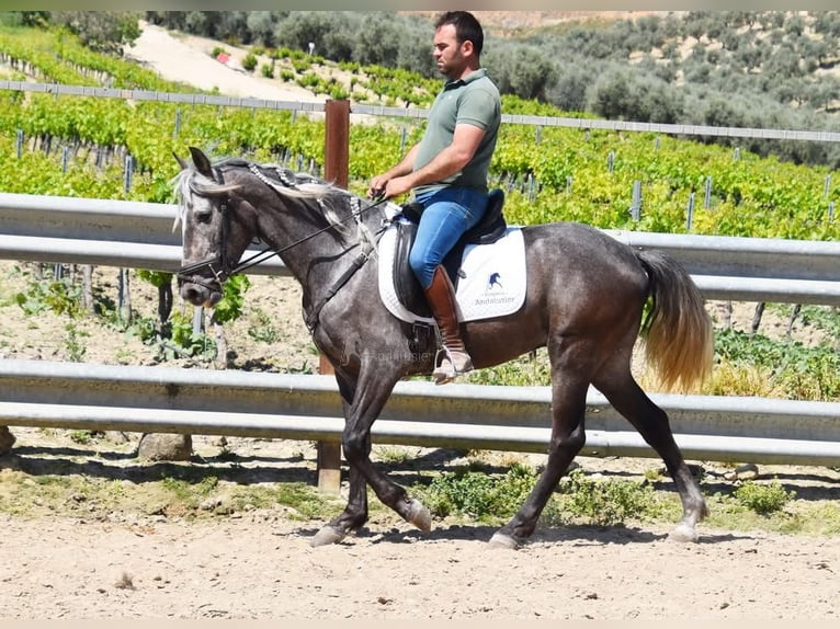 Andalusier Wallach 4 Jahre 153 cm Schimmel in Miralvalles