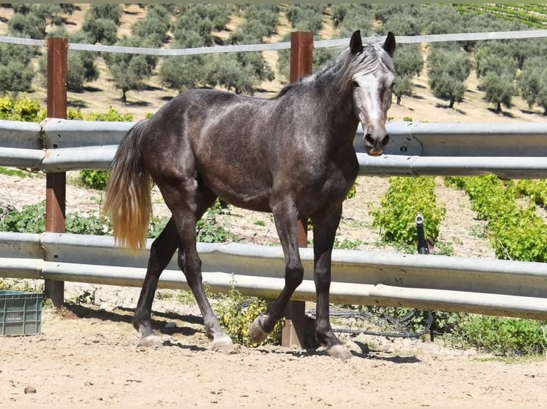 Andalusier Wallach 4 Jahre 153 cm Schimmel in Miralvalles