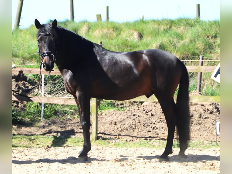 Andalusier Wallach 4 Jahre 153 cm Schwarzbrauner in Uelsen