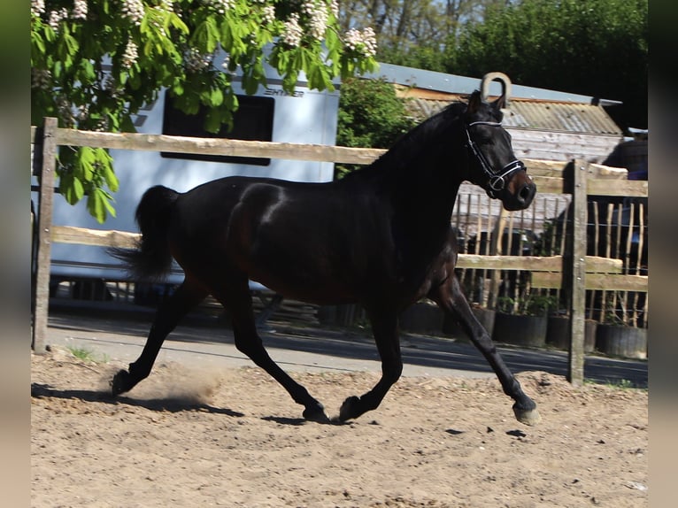 Andalusier Wallach 4 Jahre 153 cm Schwarzbrauner in Uelsen