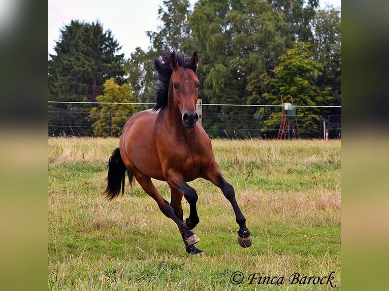 Andalusier Wallach 4 Jahre 154 cm Brauner in Wiebelsheim