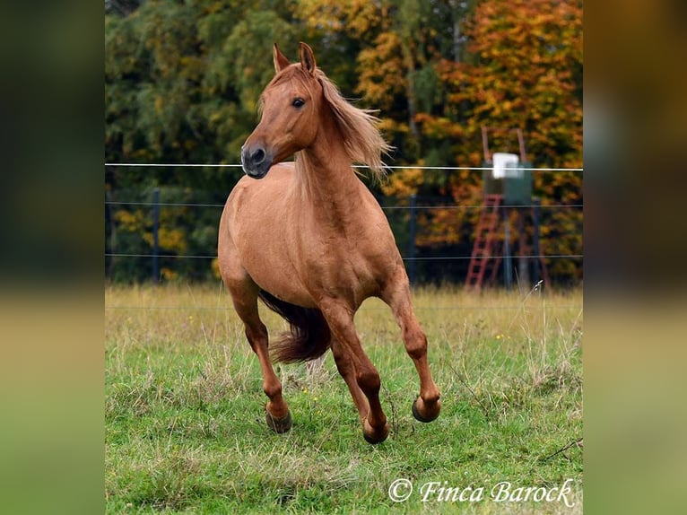 Andalusier Wallach 4 Jahre 154 cm Fuchs in Wiebelsheim