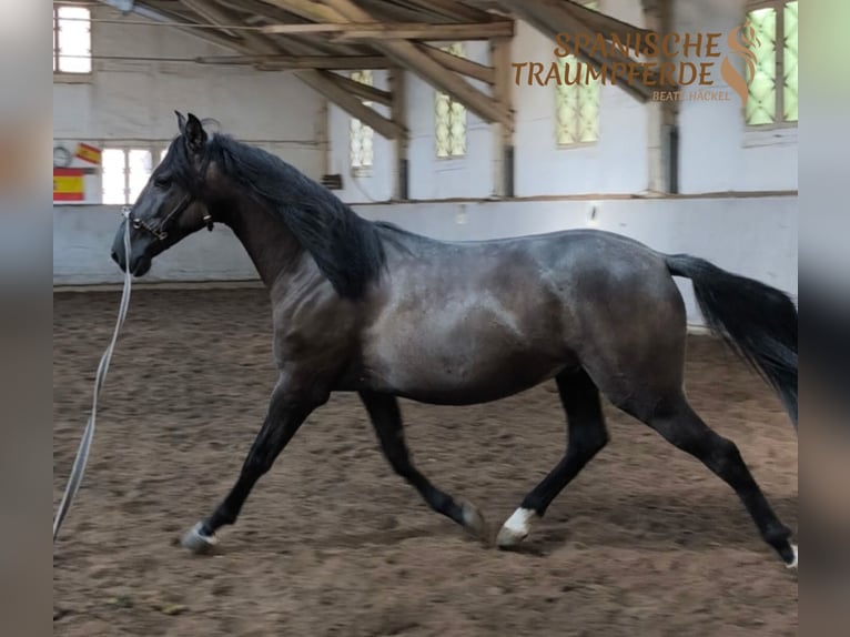 Andalusier Mix Wallach 4 Jahre 154 cm Rappe in Traventhal