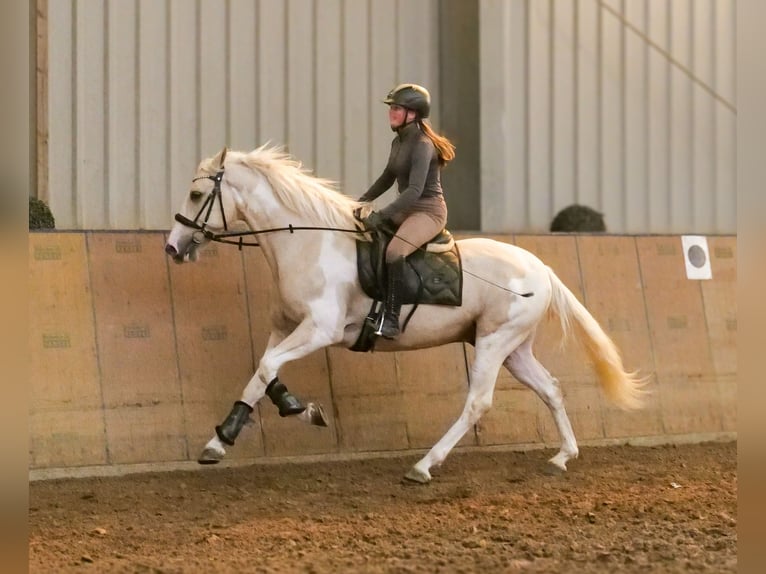 Andalusier Wallach 4 Jahre 154 cm Schecke in Neustadt (Wied)