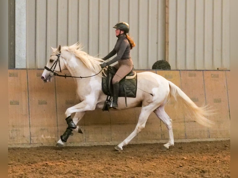 Andalusier Wallach 4 Jahre 154 cm Schecke in Neustadt (Wied)