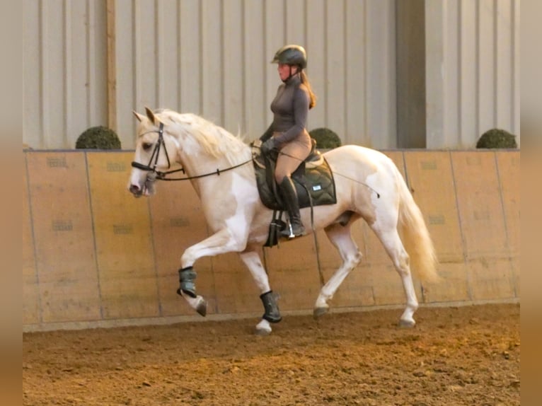 Andalusier Wallach 4 Jahre 154 cm Schecke in Neustadt (Wied)