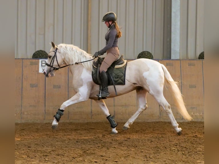 Andalusier Wallach 4 Jahre 154 cm Schecke in Neustadt (Wied)