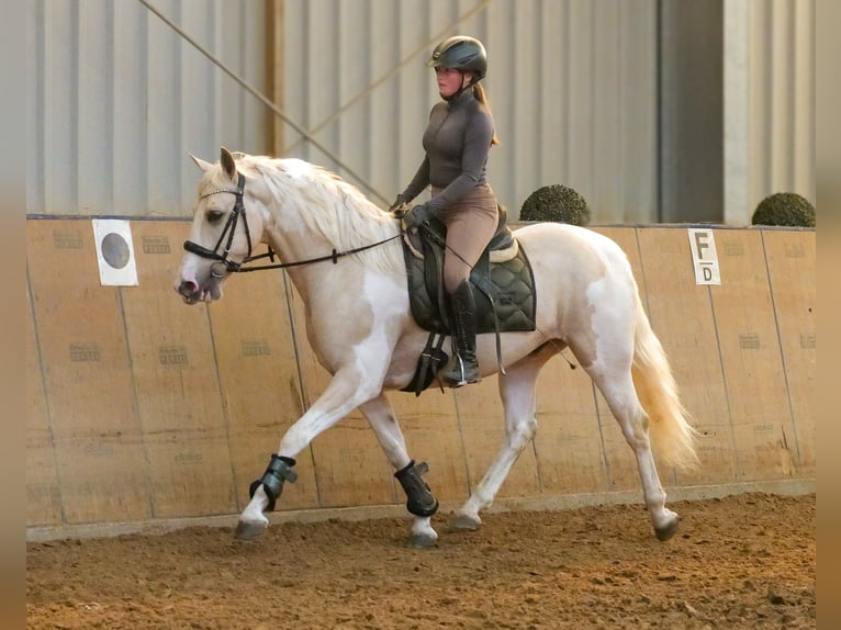 Andalusier Wallach 4 Jahre 154 cm Schecke in Neustadt (Wied)