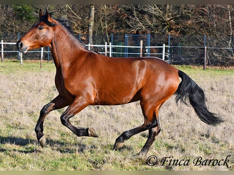 Andalusier Wallach 4 Jahre 155 cm Brauner in Wiebelsheim