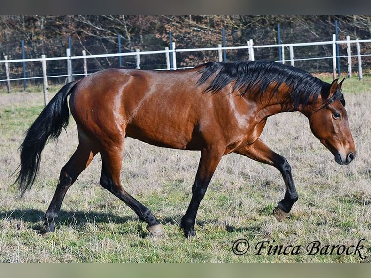Andalusier Wallach 4 Jahre 155 cm Brauner in Wiebelsheim