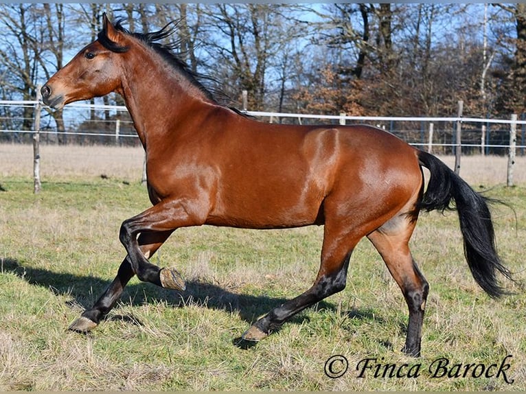 Andalusier Wallach 4 Jahre 155 cm Brauner in Wiebelsheim