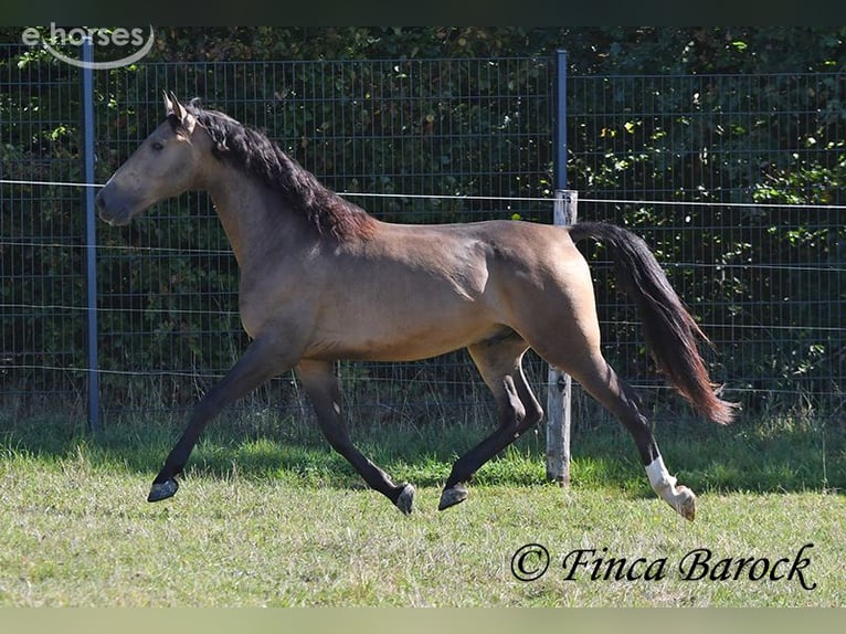 Andalusier Wallach 4 Jahre 155 cm Buckskin in Wiebelsheim
