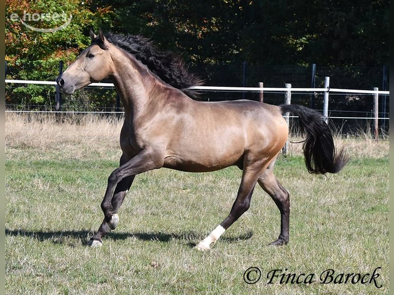 Andalusier Wallach 4 Jahre 155 cm Buckskin in Wiebelsheim