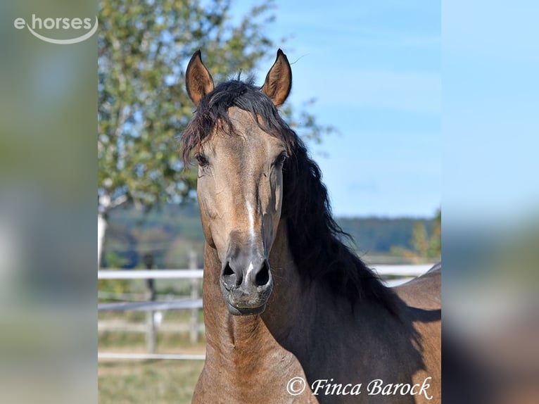 Andalusier Wallach 4 Jahre 155 cm Buckskin in Wiebelsheim