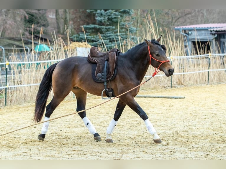 Andalusier Wallach 4 Jahre 155 cm Falbe in Wülfrath
