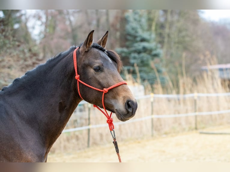 Andalusier Wallach 4 Jahre 155 cm Falbe in Wülfrath